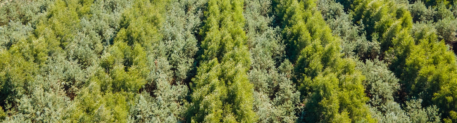 Аэросъемка DJI_0689
